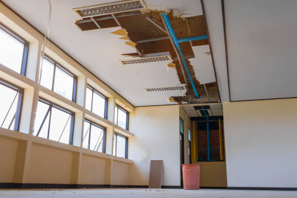 Best Mold removal after water damage  in Occidental, CA